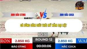 Trận 12 trường gà Tonhon 31/12/2025