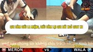 Trận 2 trường gà Cpc4 14/12/2025