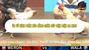 Trận 2 trường gà Cpc4 22/12/2025