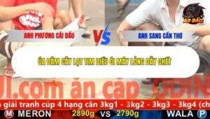 Trận 3 trường gà Cpc5 13/12/2025