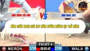 Trận 4 trường gà Cpc3 14/12/2025