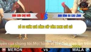 Trận 4 trường gà Cpc4 13/12/2025