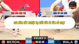 Trận 5 trường gà Cpc3 14/12/2025