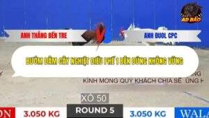 Trận 5 trường gà Tonhon 31/12/2025