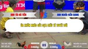 Trận 5 trường gà Xà Xía 31/12/2025