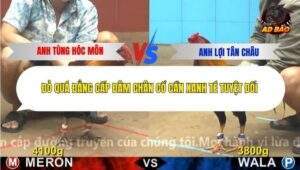 Trận 6 trường gà Cpc4 12/12/2025