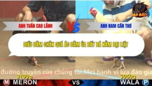 Trận 6 trường gà Cpc4 22/12/2025