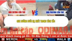 Trận 6 trường gà Cpc5 13/12/2025