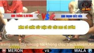 Trận 8 trường gà Cpc4 12/12/2025