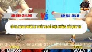 Trận 9 trường gà Cpc4 13/12/2025