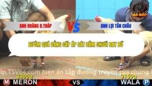 Trận 9 trường gà Cpc4 22/12/2025