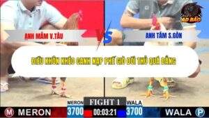 Trận 1 trường gà C3 28/12/2025