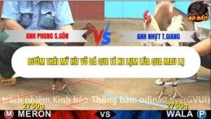 Trận 1 trường gà C4 9/12/2025