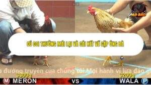 Trận 1 trường gà C4 Ngày 18/12/2025