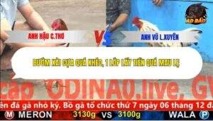 Trận 1 trường gà C5 11/12/2025