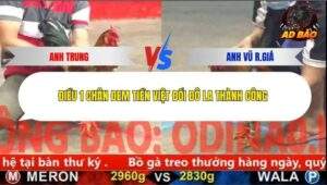 Trận 1 trường gà CPC5 3/12/2025