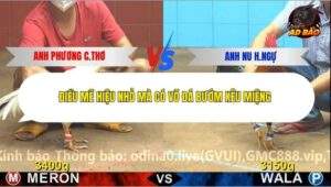 Trận 10 trường gà C4 17/12/2025