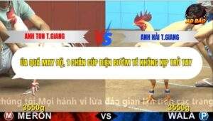 Trận 11 trường gà C4 10/12/2025