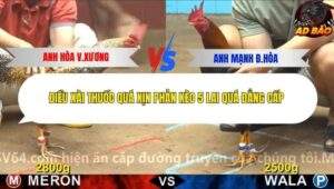 Trận 11 trường gà C4 6/12/2025