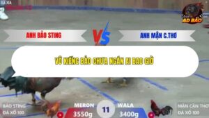 Trận 11 trường gà Xà Xía 19/12/2025