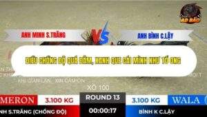 Trận 13 trường gà Tonhon 10/12/2025