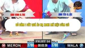 Trận 14 trường gà C3 28/12/2025