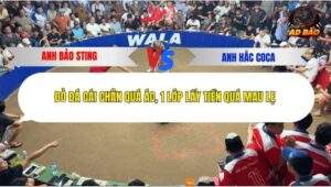 Trận 14 trường gà Tonhon 10/12/2025