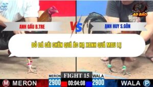 Trận 15 trường gà C3 28/12/2025