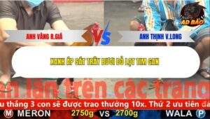 Trận 16 trường gà CPC5 2/12/2025