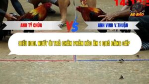 Trận 16 trường gà Tonhon 24/12/2025