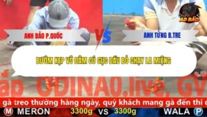 Trận 17 trường gà C5 27/12/2025