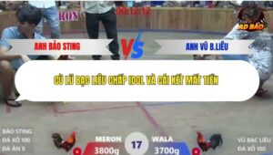 Trận 17 trường gà Xà Xía 19/12/2025