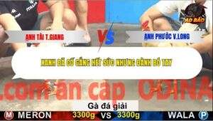 Trận 18 trường gà C5 27/12/2025