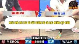 Trận 19 trường gà C3 7/12/2025