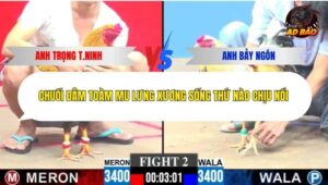 Trận 2 trường gà C3 21/12/2025