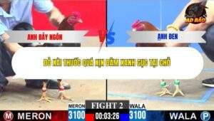 Trận 2 trường gà C3 28/12/2025