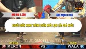 Trận 2 trường gà C4 10/12/2025