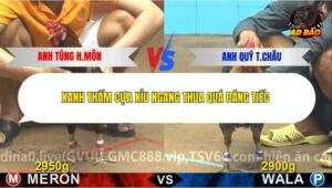 Trận 2 trường gà C4 17/12/2025