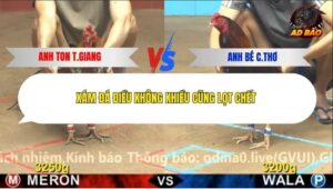 Trận 2 trường gà C4 19/12/2025