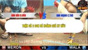 Trận 2 trường gà C4 6/12/2025