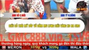 Trận 2 trường gà C5 5/12/2025