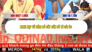 Trận 2 trường gà CPC5 24/12/2025