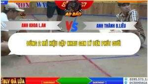 Trận 2 trường gà Xà Xía 7/12/2025