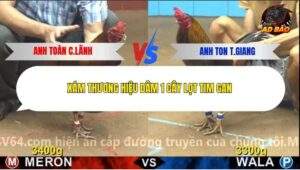 Trận 20 trường gà C4 17/12/2025