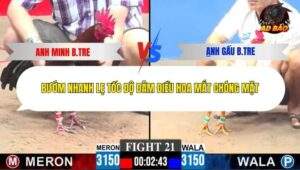 Trận 21 trường gà C3 28/12/2025