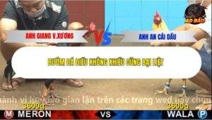 Trận 21 trường gà C4 15/12/2025