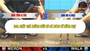 Trận 21 trường gà C4 17/12/2025