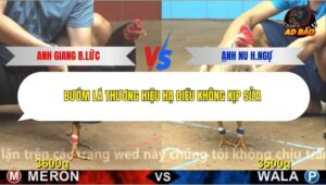 Trận 21 trường gà C4 24/12/2025