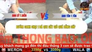 Trận 21 trường gà C5 9/12/2025