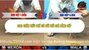 Trận 22 trường gà C4 18/12/2025